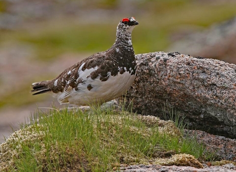 Ptarmigan