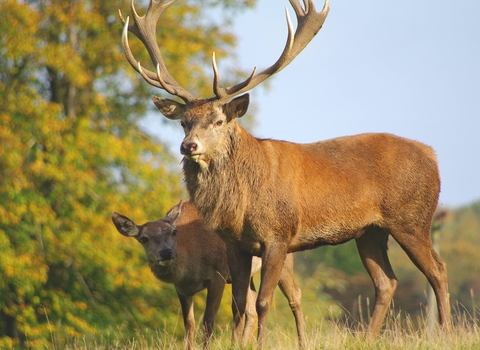 Red deer