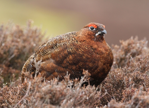 Red grouse