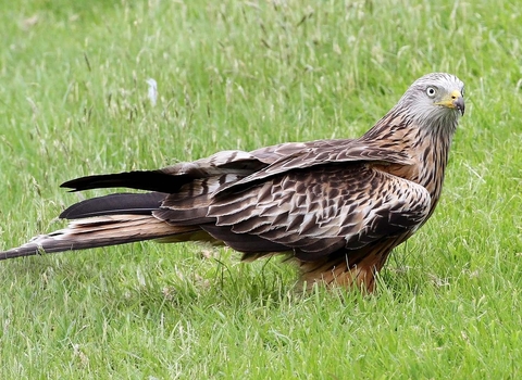 Red kite on ground