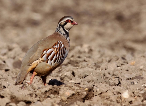 Red-legged partridge standing on a field of bare soil