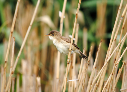 Reed warbler