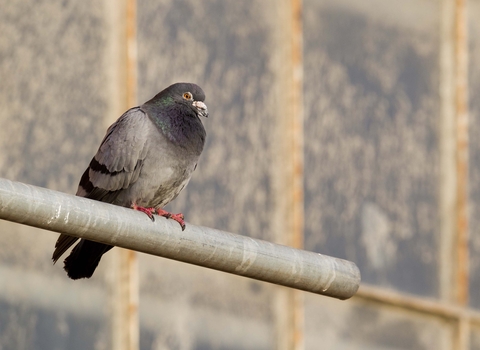 Rock dove/Feral pigeon