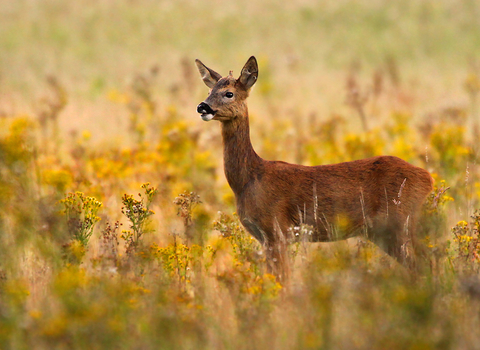 Roe deer