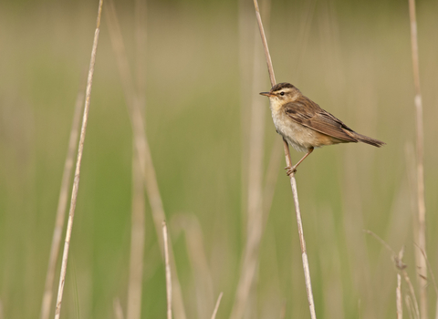 Sedge warbler