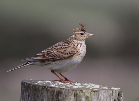 Skylark