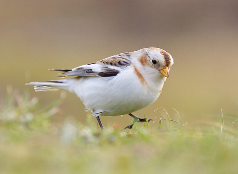 Snow Bunting