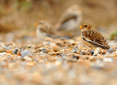 Snow Bunting