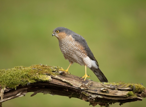 Sparrowhawk