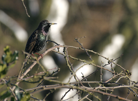 Starling