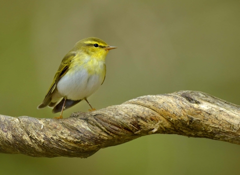 Wood warbler