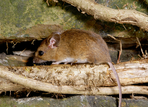 Wood mouse