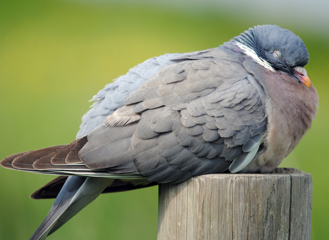 Woodpigeon