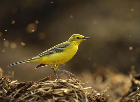 Yellow wagtail