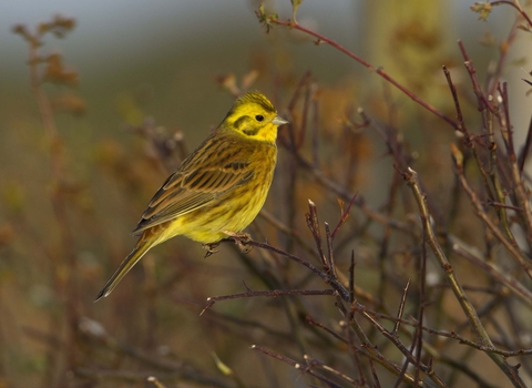 Yellowhammer