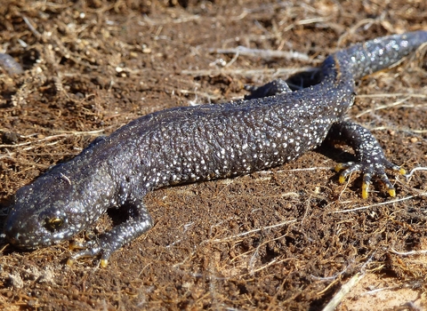 Great crested newt