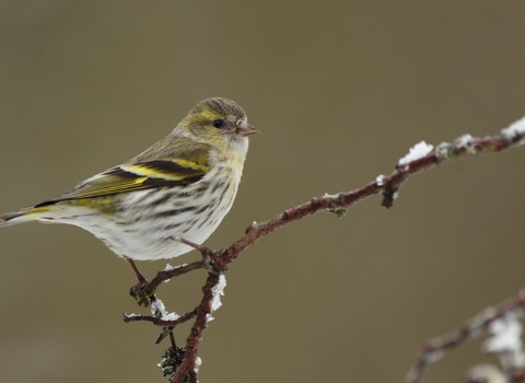 Siskin