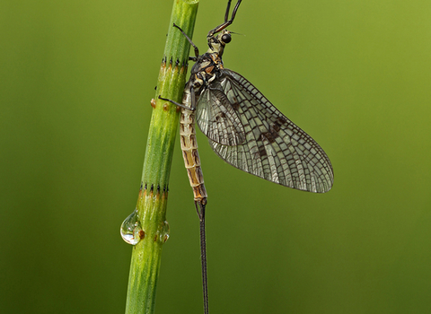 Common Mayfly