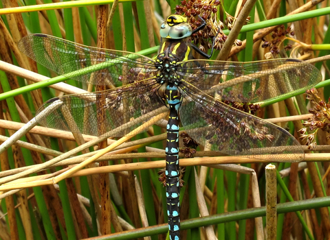 Common Hawker