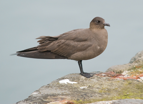 Arctic Skua