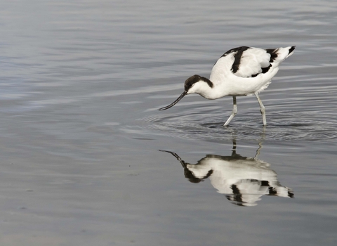 Avocet