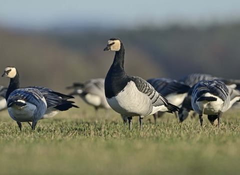 Barnacle Goose