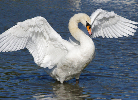 Mute Swan