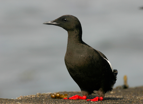 Black Guillemot