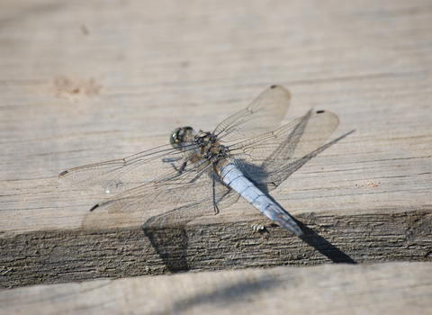 Black-tailed Skimmer male