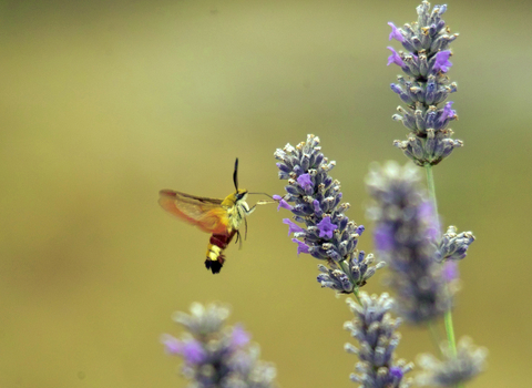 Broad-bordered Bee Hawk-moth