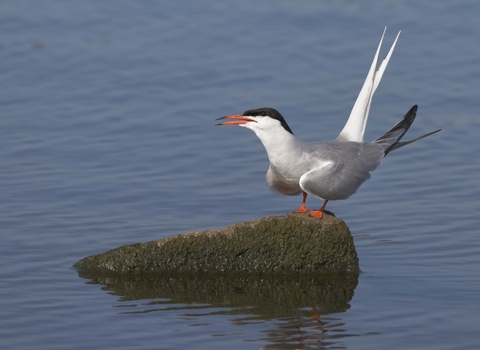 Common Tern