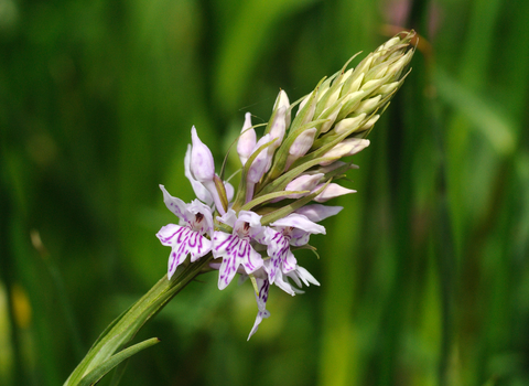 Common Spotted-orchid