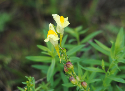 Common Toadflax