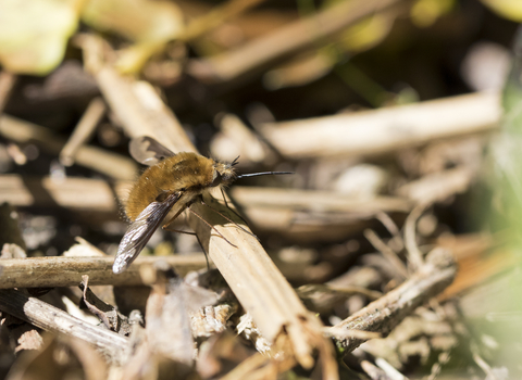 Dark-edged Bee-fly