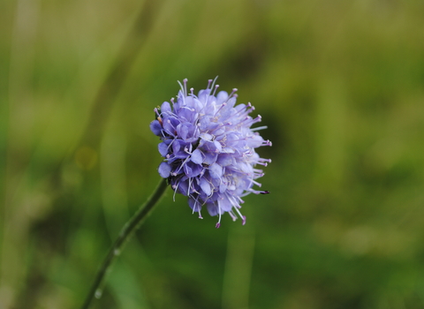 Devil's-bit Scabious