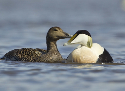 Eider