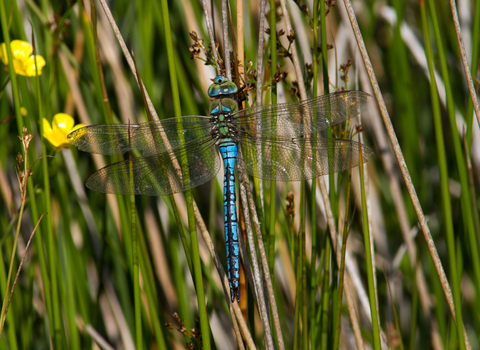 Emperor Dragonfly