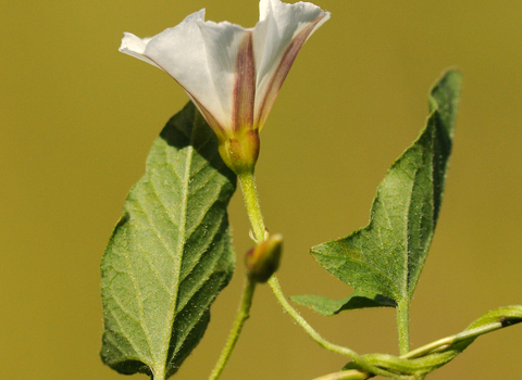 Field Bindweed