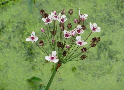 Flowering Rush