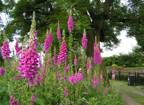 Foxglove