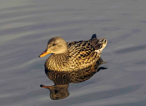 Gadwall