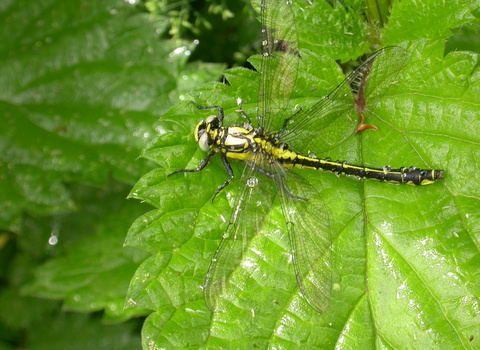 Common Clubtail