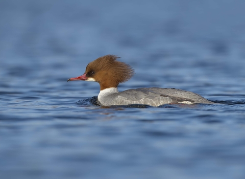 Goosander female