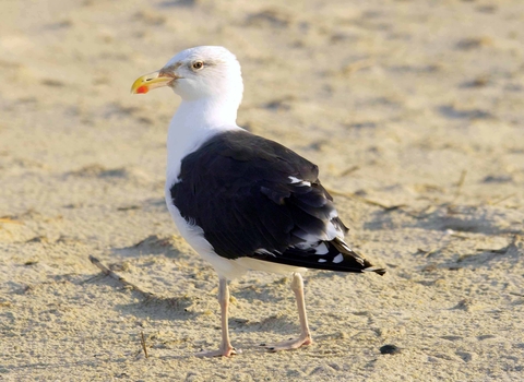 Great Black-backed Gull