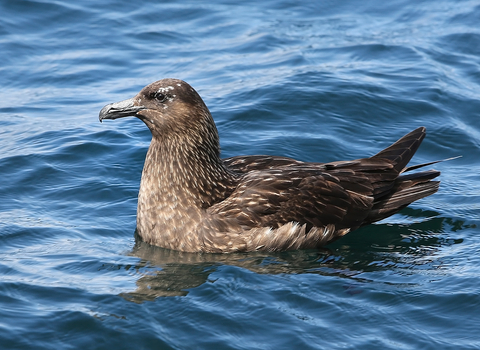 Great Skua