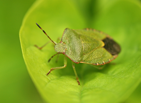 Common Green Shield Bug