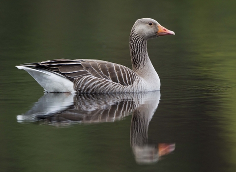 A greylag goose swimming, reflected in the water