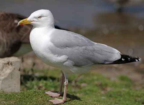 Herring Gull