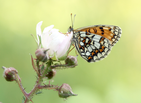 Heath Fritillary butterfly