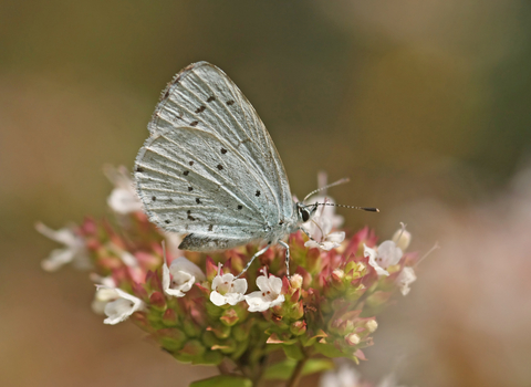 Holly Blue butterfly